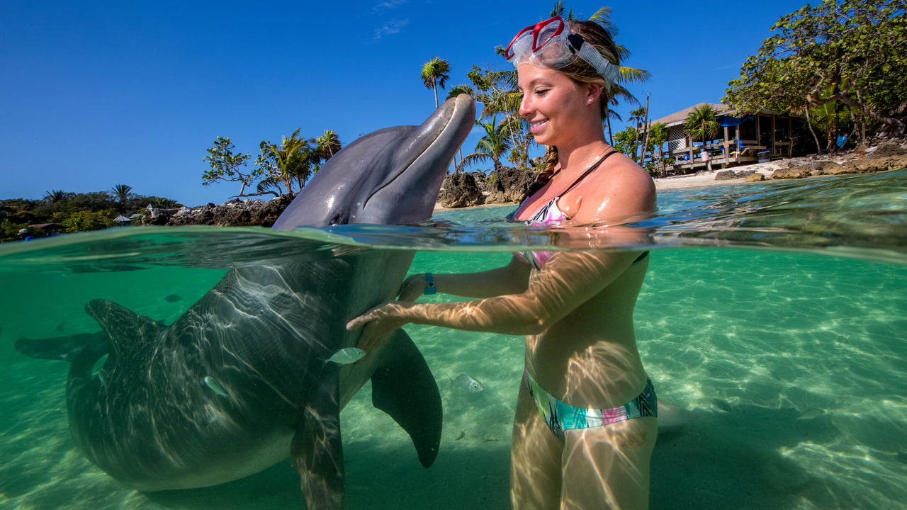 Encuentro con delfines en el Caribe de Roatán
