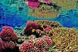 Coral cuerno de alce Acropora palmata