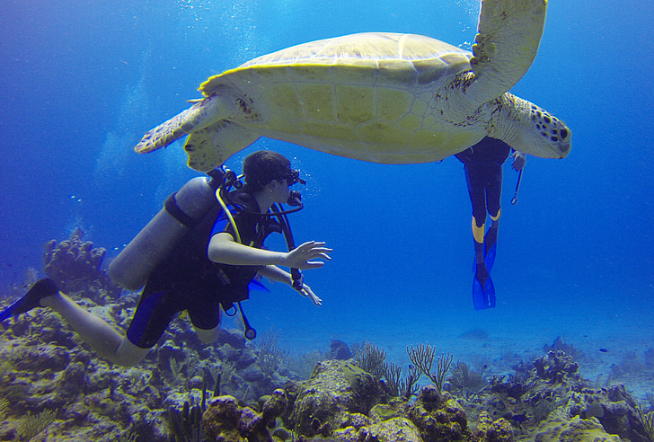 Tortuga marina en el arrecife Mesoamericano