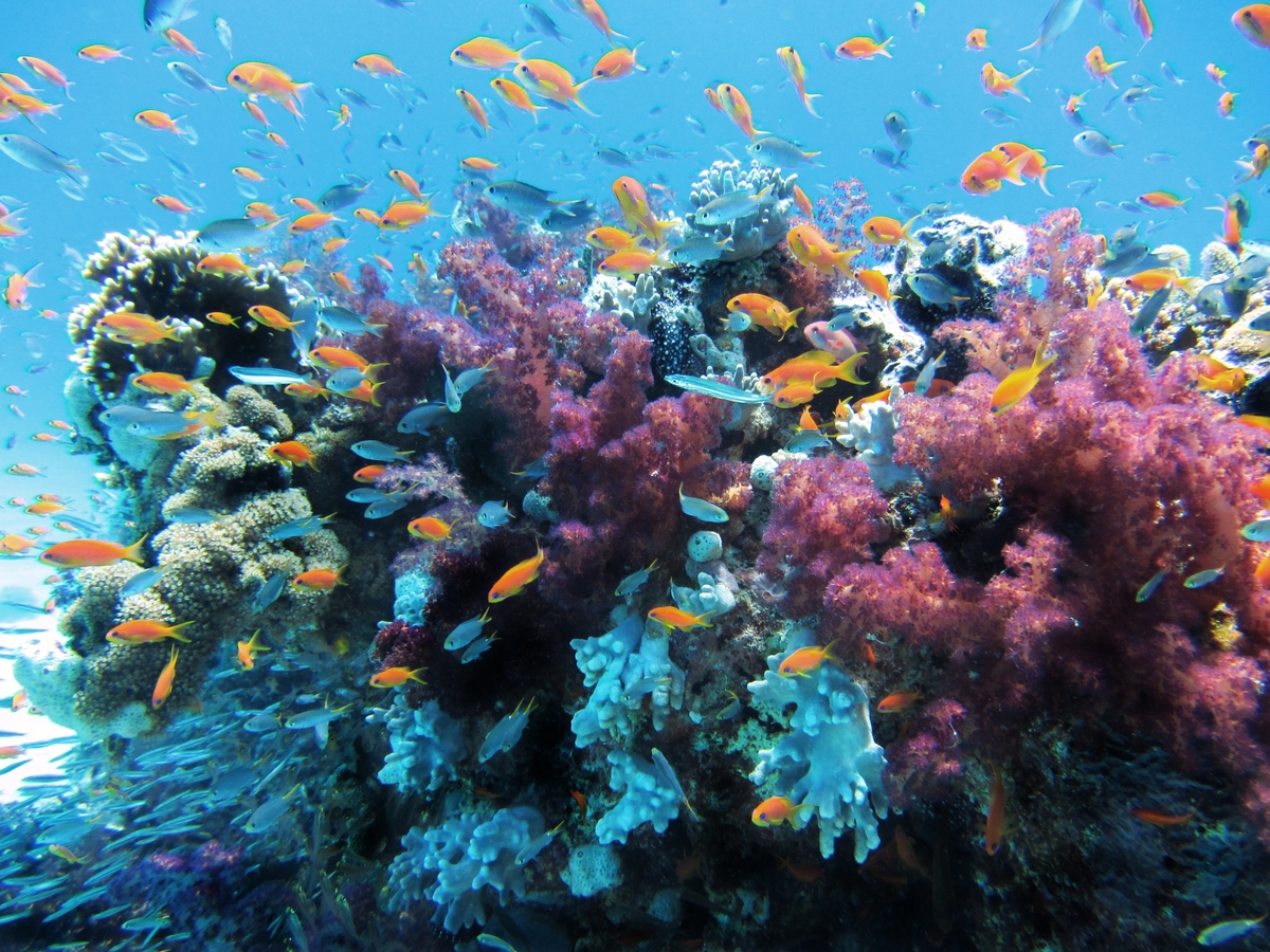 Arrecife vivo con peces tropicales